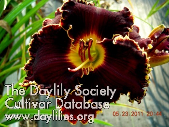 Daylily Spacecoast Devil's Disciple